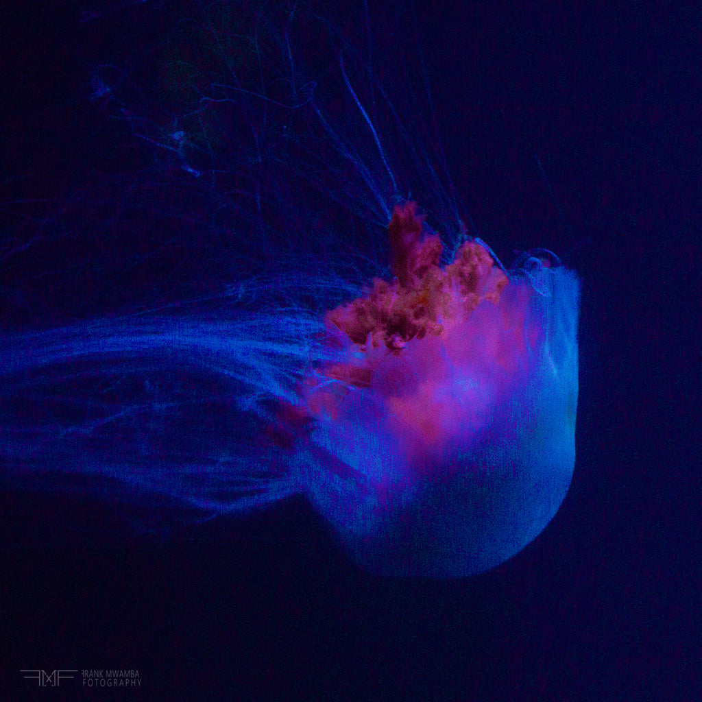 FMF-'Backflip'-Wildlife