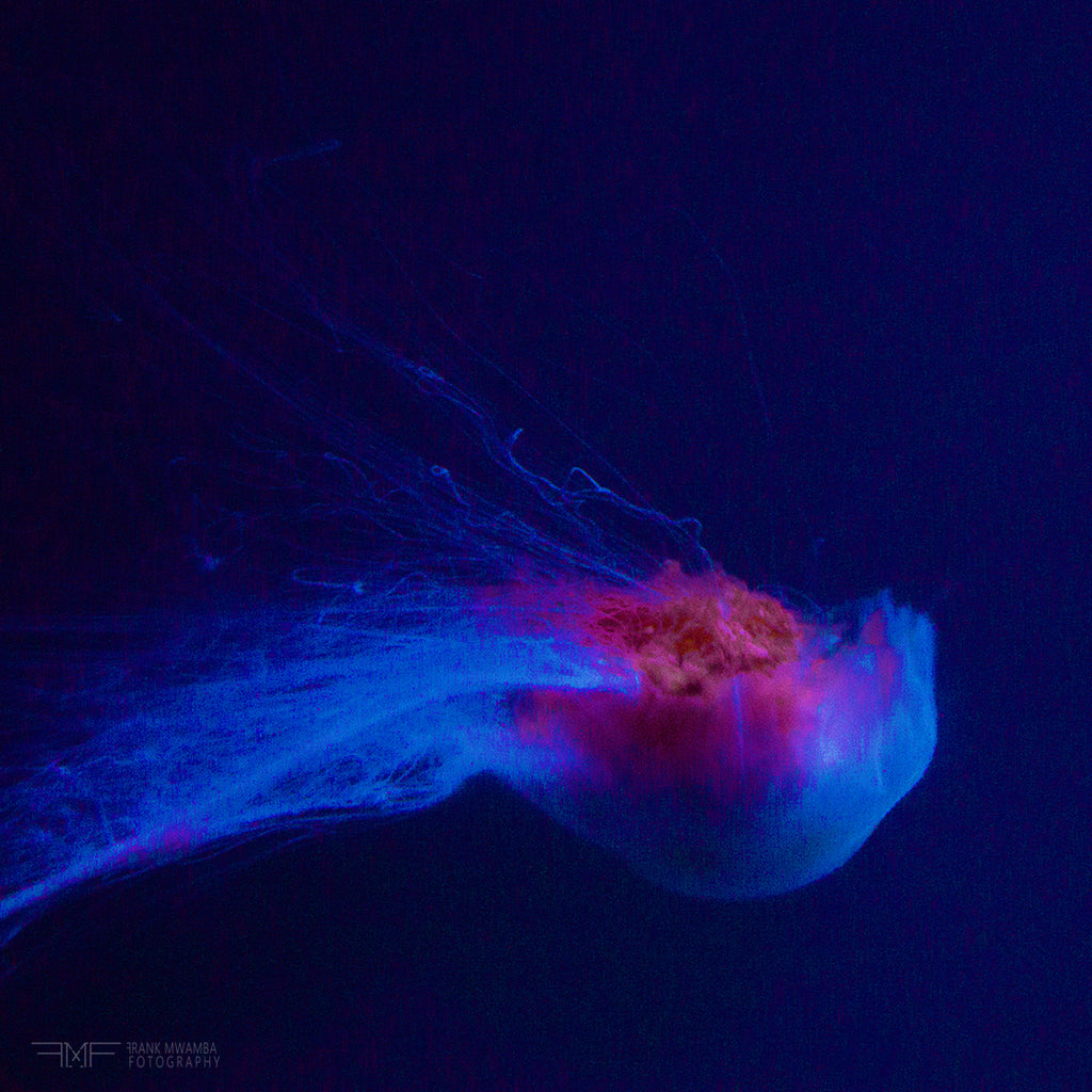 FMF-'Backflip II'-Wildlife