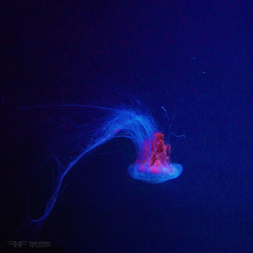 FMF-'Backflip IV'-Wildlife