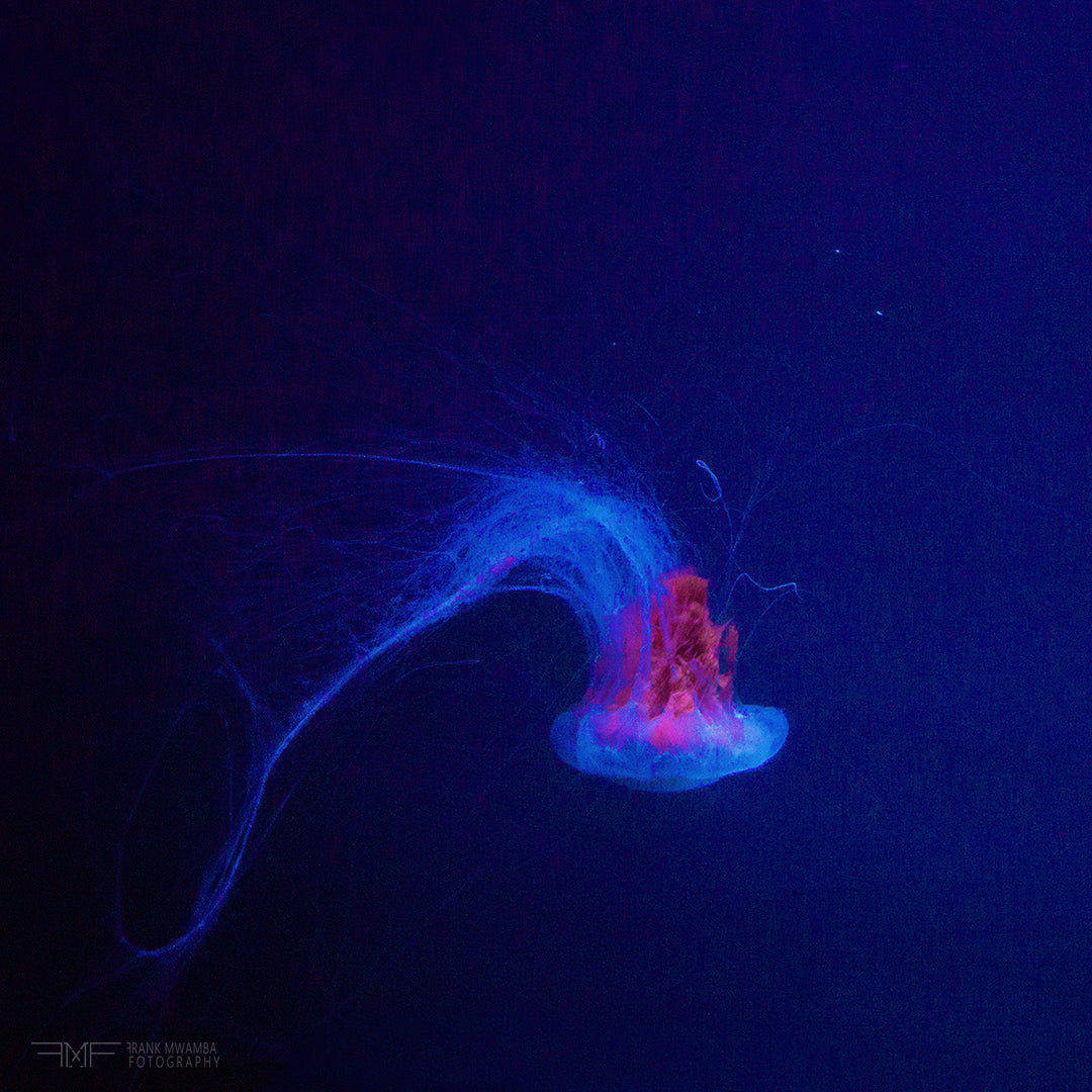 FMF-'Backflip IV'-Wildlife