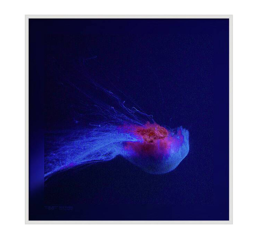 FMF-'Backflip III'-Wildlife