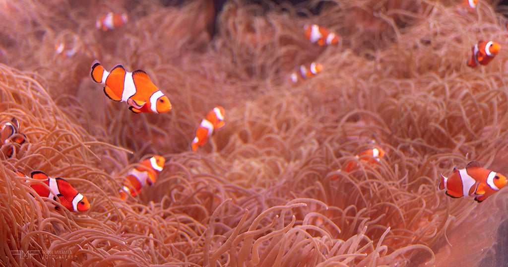 FMF-'Festivity'-Melbourne