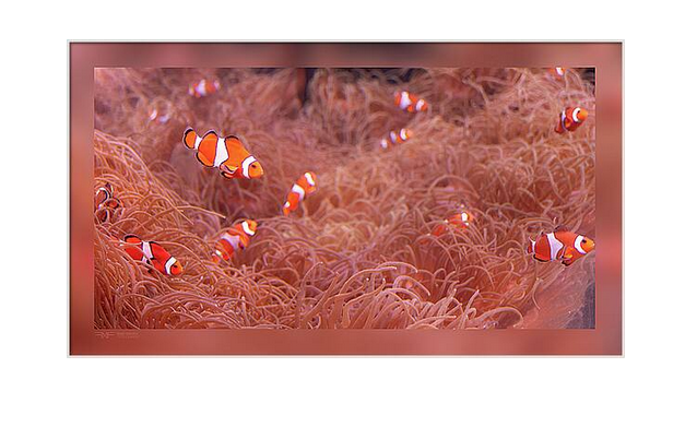 FMF-'Festivity'-Melbourne