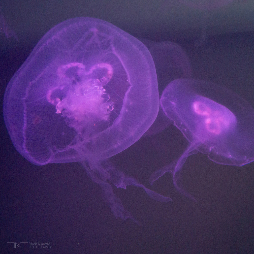 FMF-'Live Lavender'-Wildlife