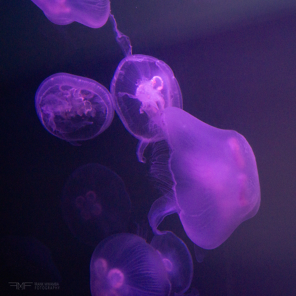 FMF-'Live Lavender V'-Wildlife