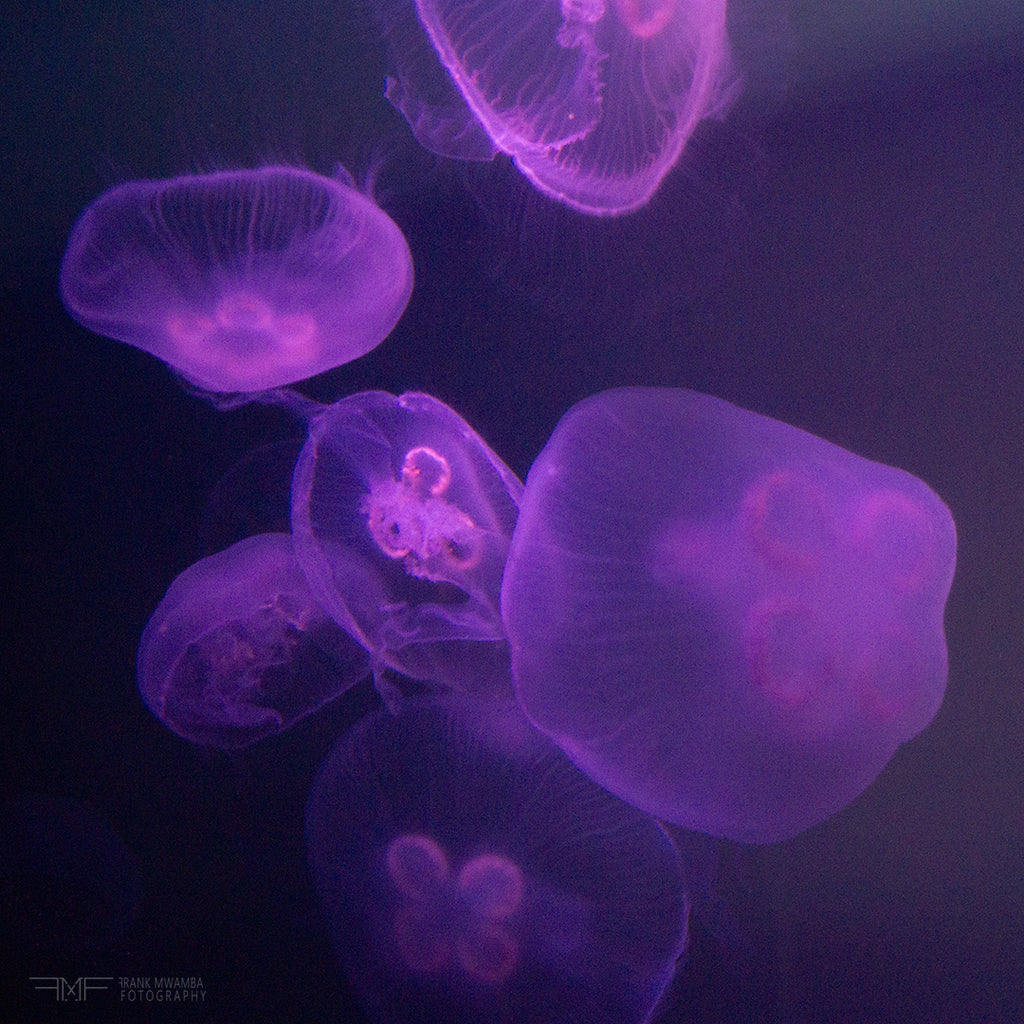 FMF-'Live Lavender VI'-Wildlife