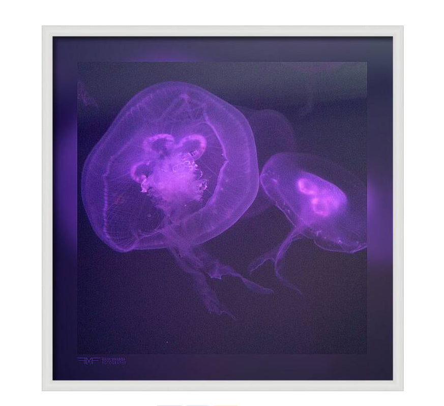 FMF-'Live Lavender'-Wildlife