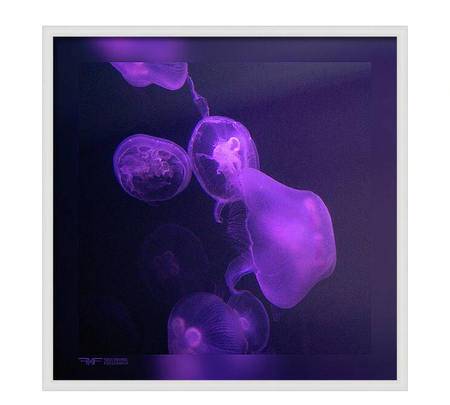 FMF-'Live Lavender V'-Wildlife