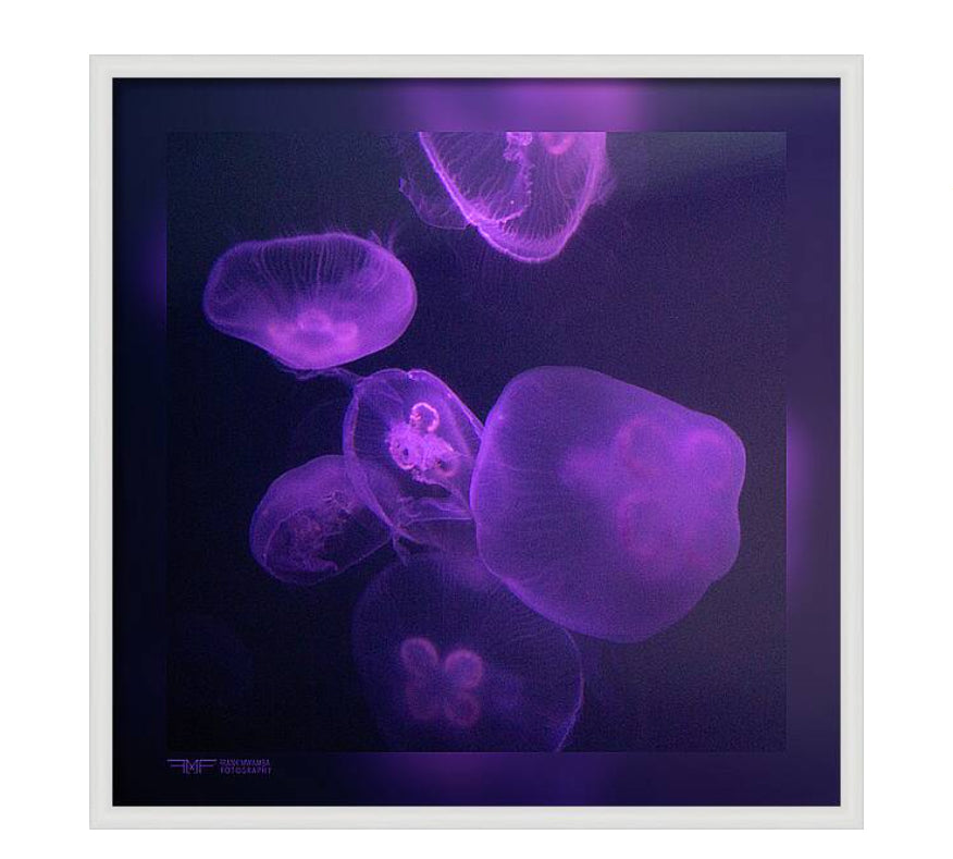 FMF-'Live Lavender VI'-Wildlife