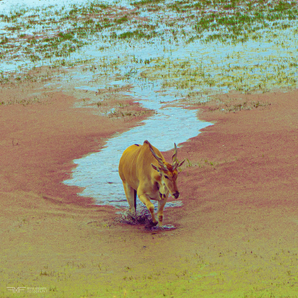 FMF-’My Way’-Wildlife