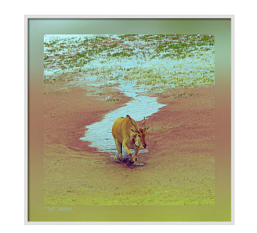 FMF-’My Way’-Wildlife