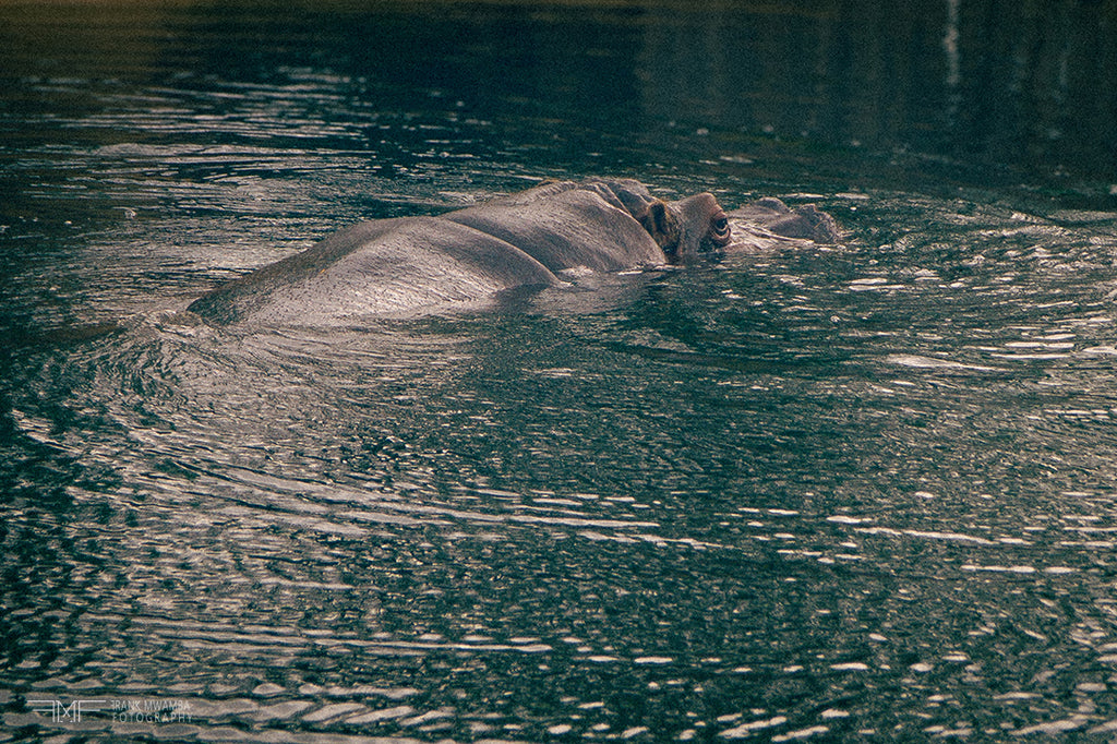 FMF-'Surface Gaze'-Wildlife