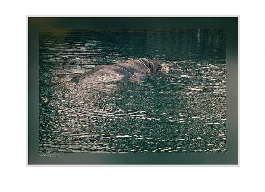 FMF-'Surface Gaze'-Wildlife