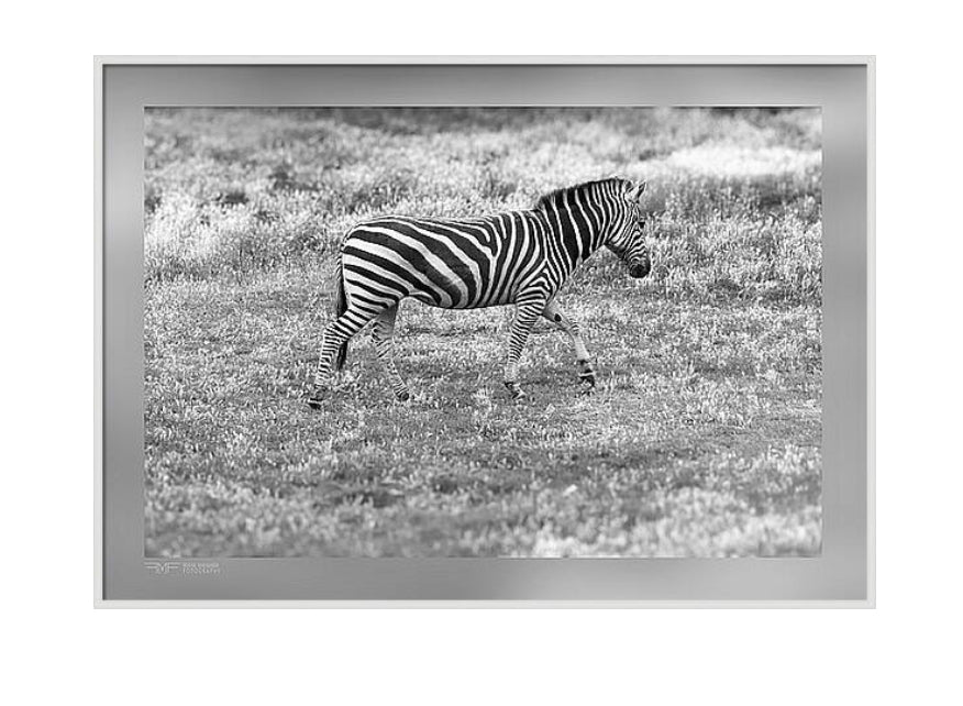 FMF-'Walking Stripes'-Wildlife