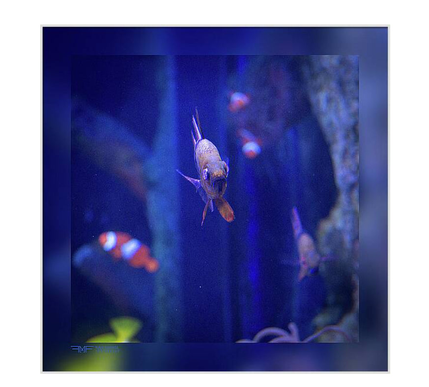 FMF-'What?!'-Wildlife